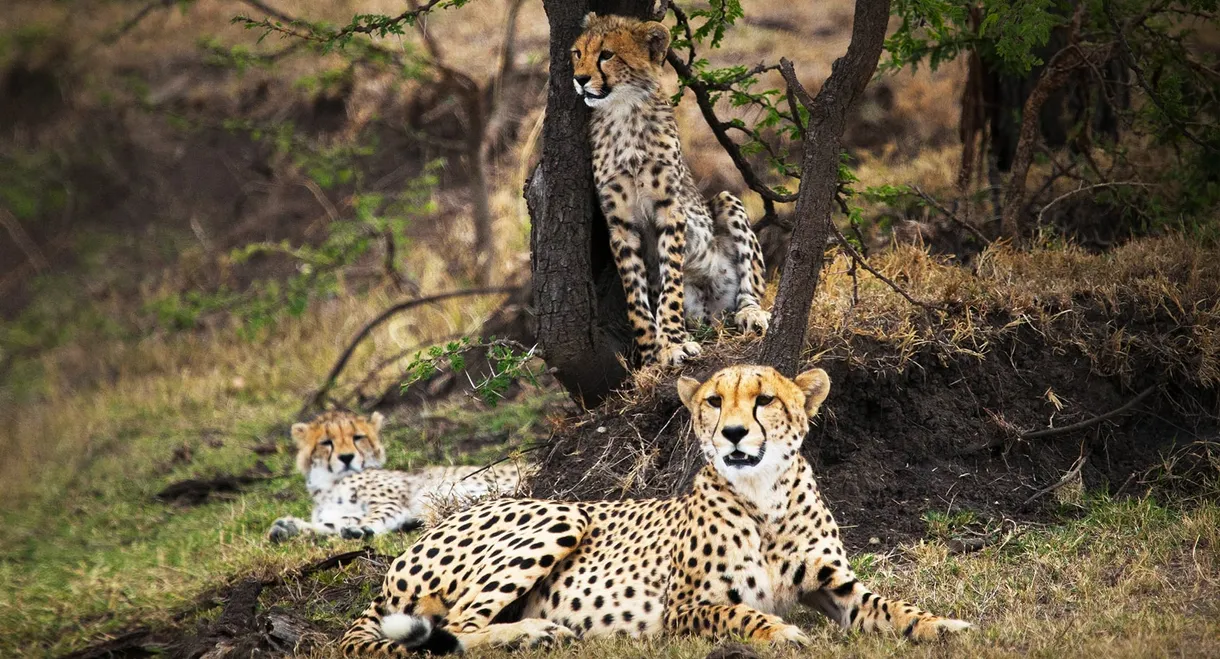 Man Among Cheetahs