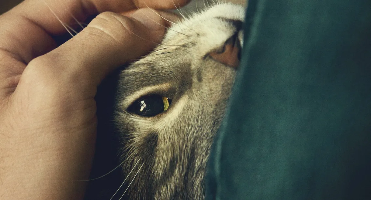 Tomcat