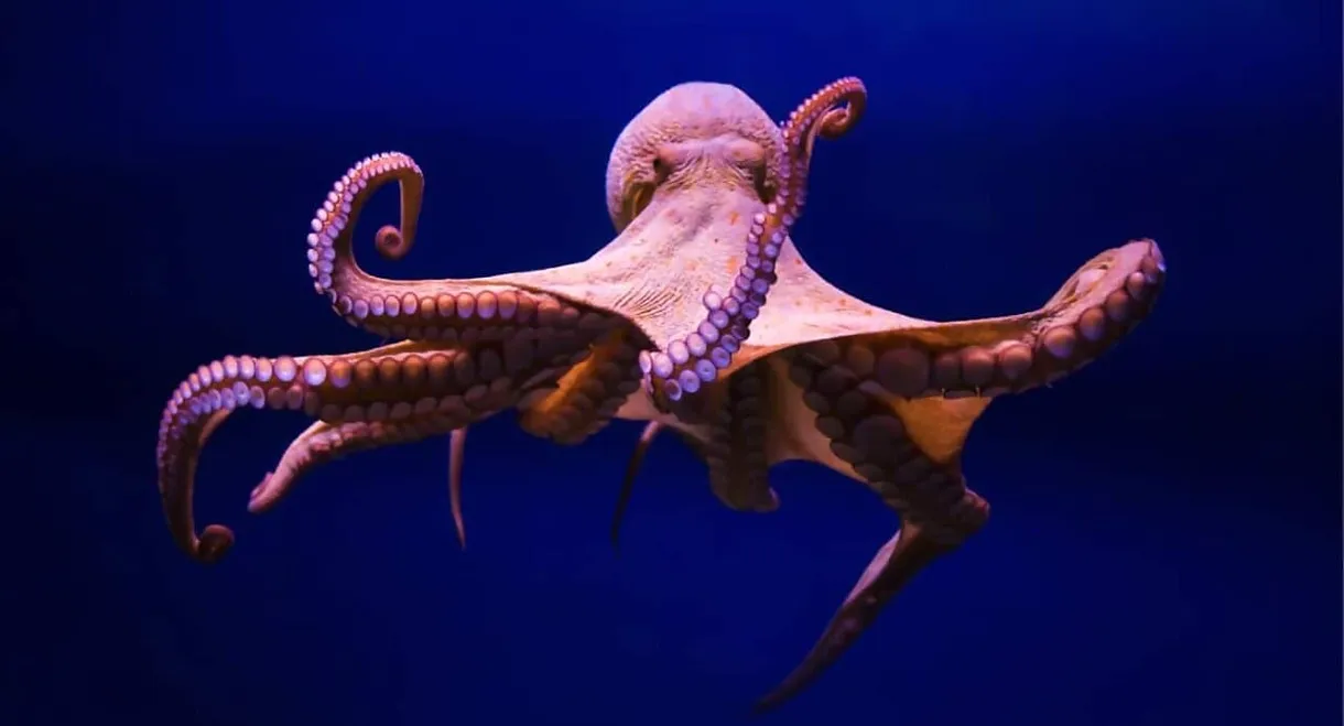 Cephalopods: The Reign of Suckers