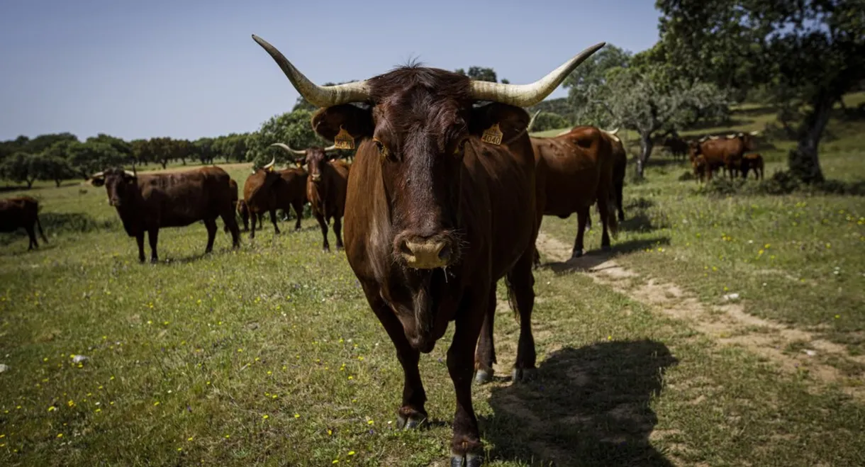 Livestock or Desert