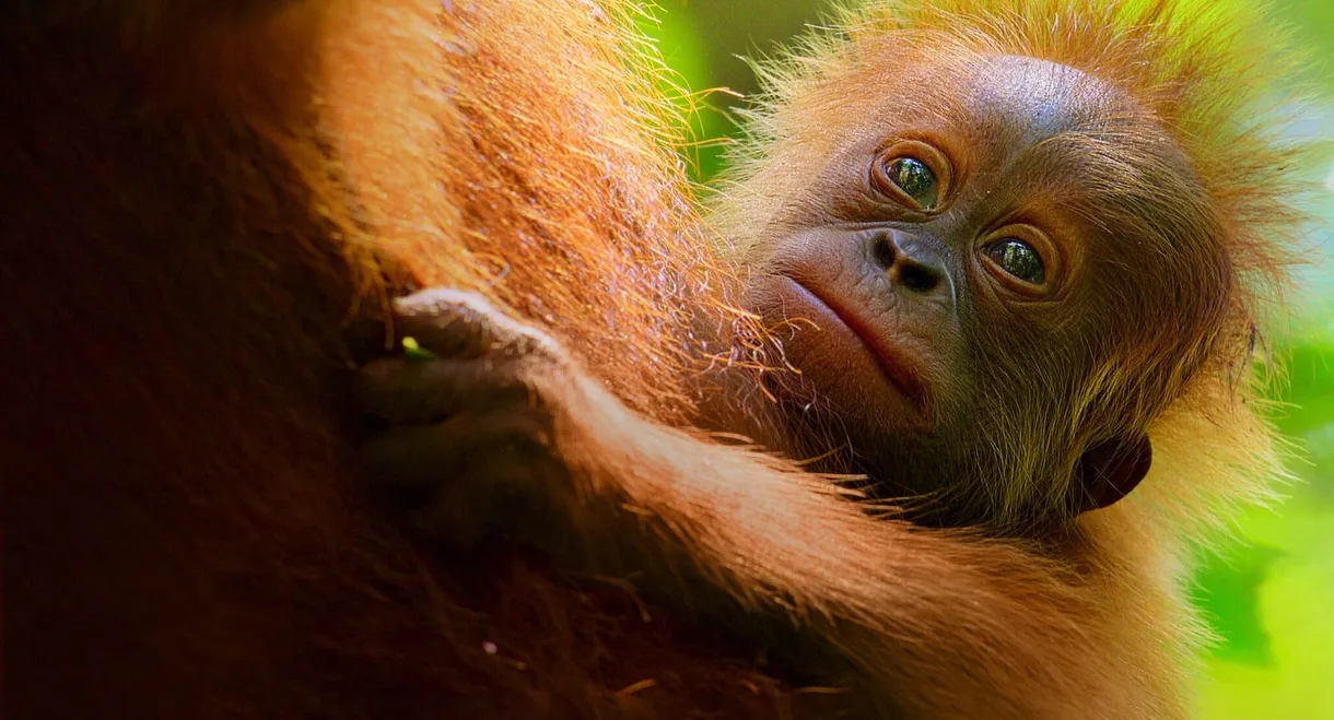 Secret Lives of Orangutans