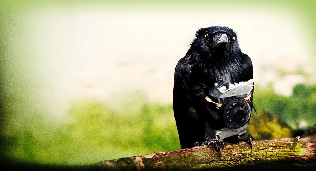 Four Lions