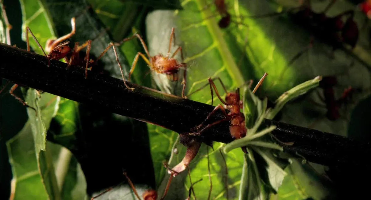 Micro Monsters with David Attenborough