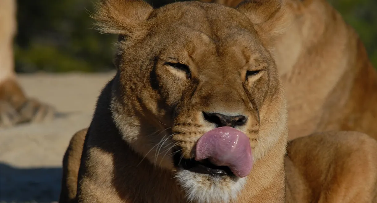 Lioness in Exile