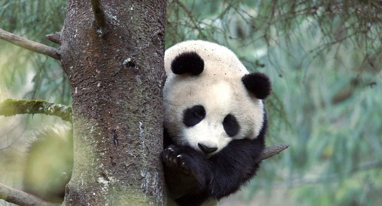 The Giant Panda