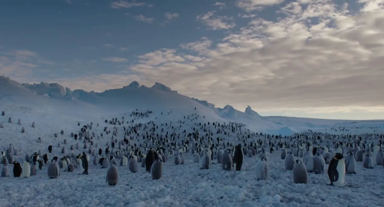 Les Secrets des Animaux des Glaces