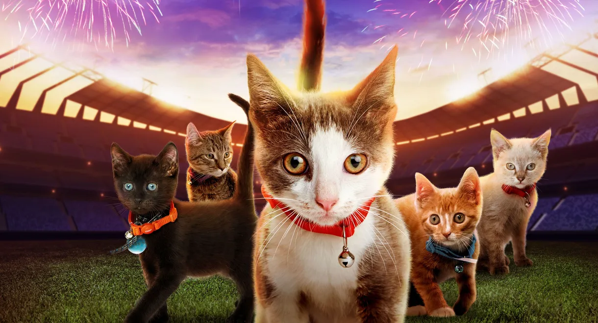 Kitten Bowl VII