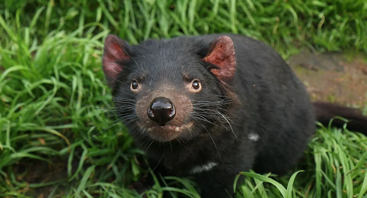 Tasmanien: Sympathie für den Teufel