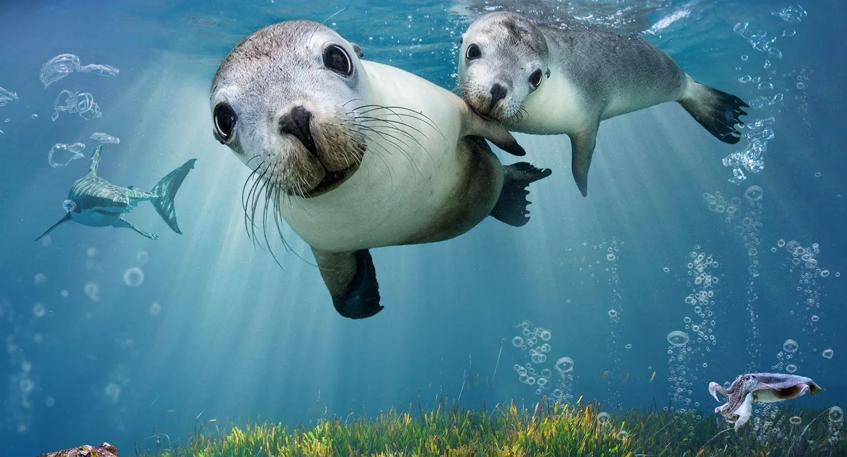 Sea Lions: Life By a Whisker