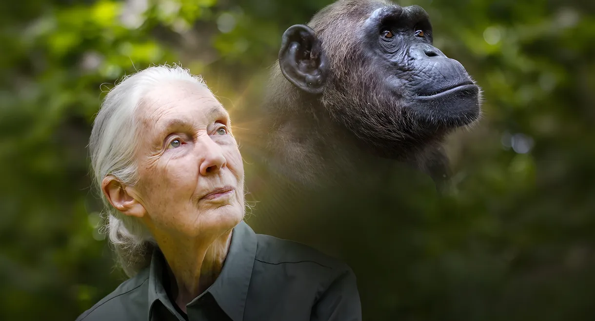 Rescued Chimpanzees of the Congo with Jane Goodall