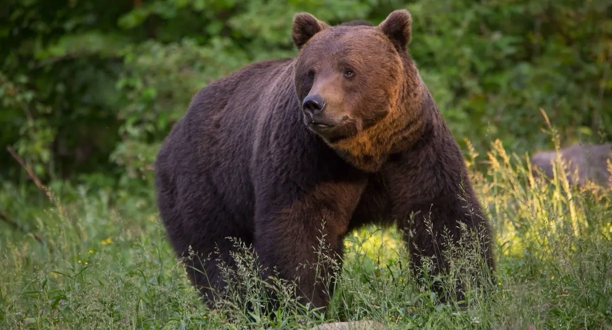 La Vie sauvage des Carpates