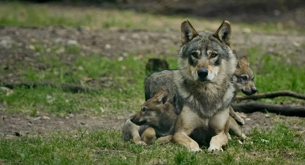 Les superpapas de la nature