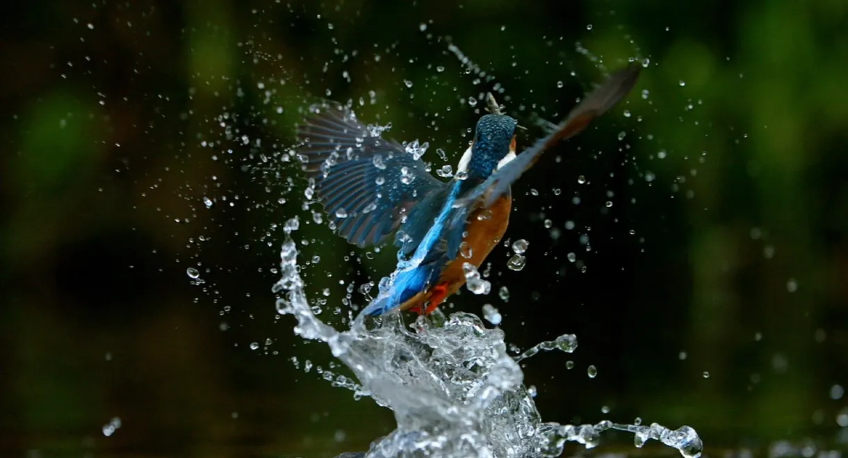 Ireland's Wild River