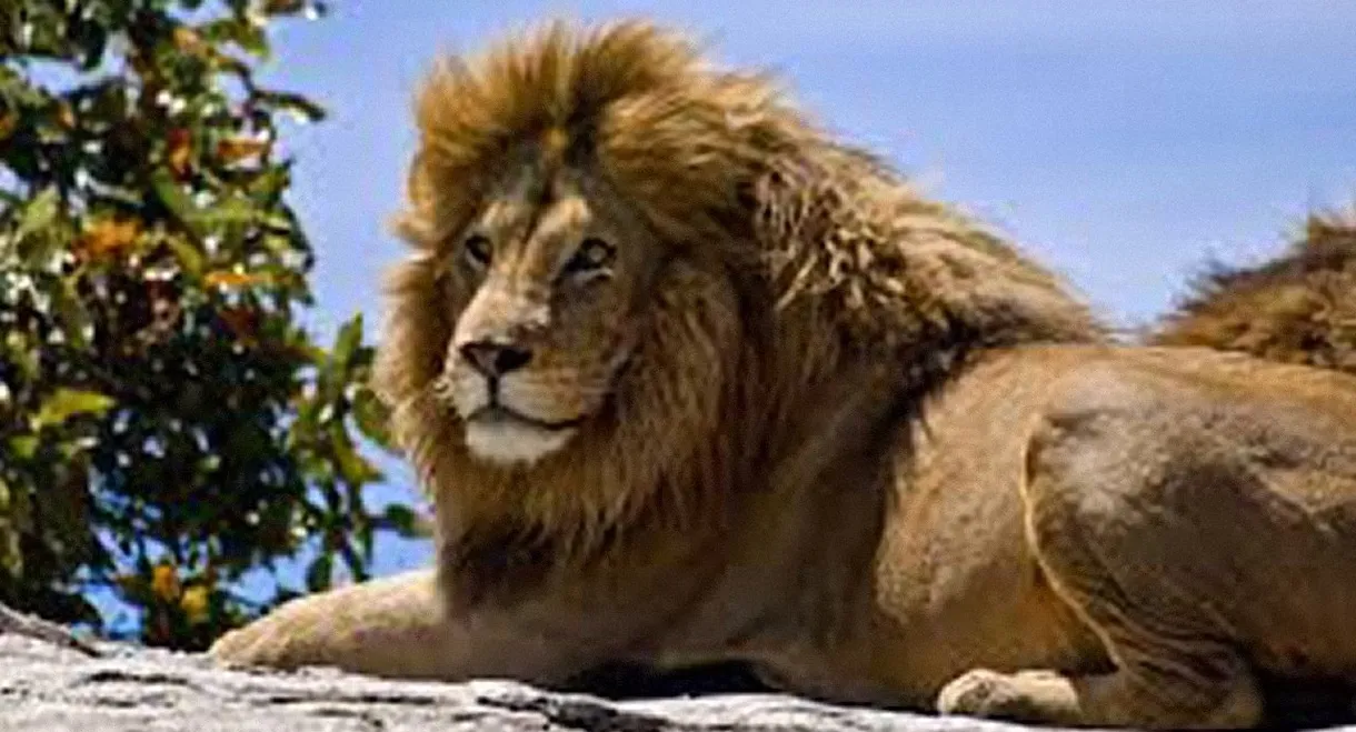 The Ultimate Guide: Big Cats