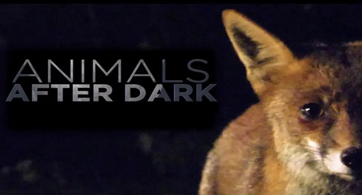 Animals After Dark