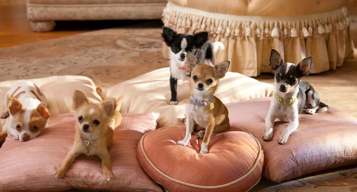 Beverly Hills Chihuahua 2