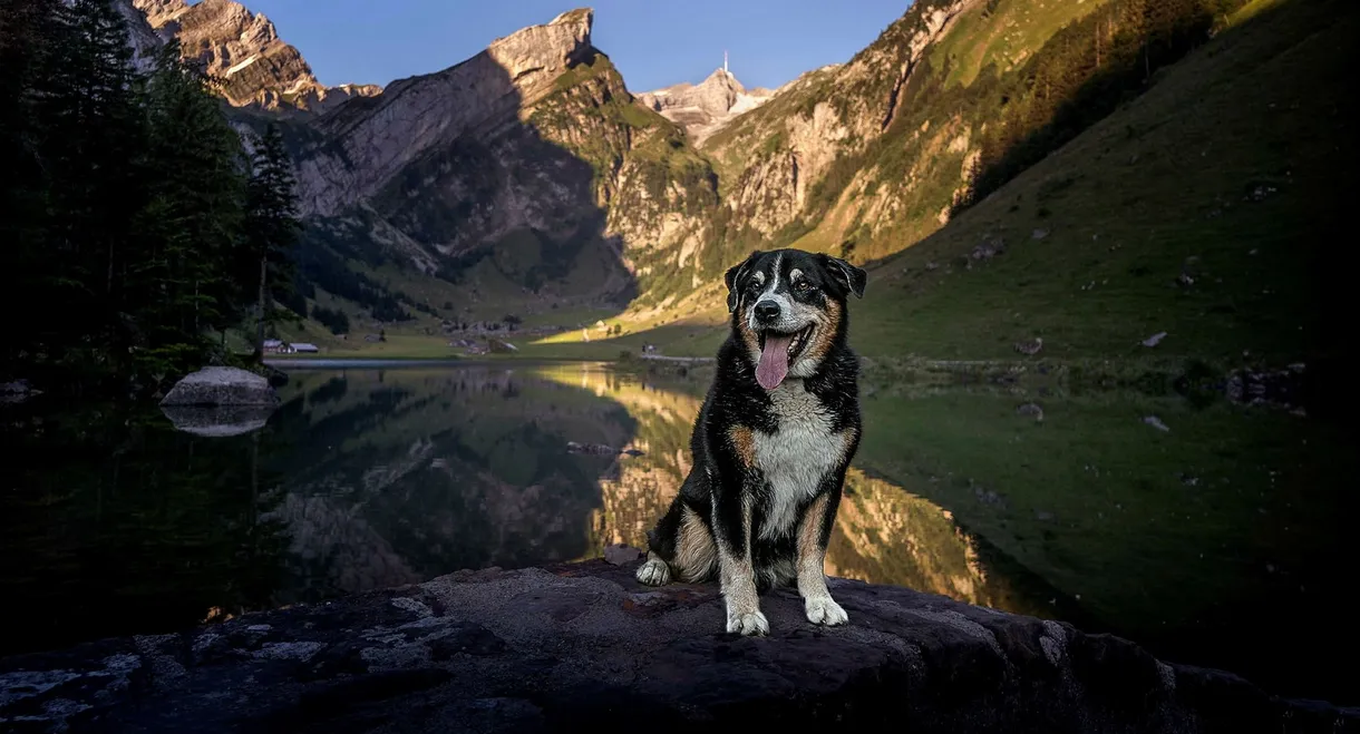 Schweizer Hundegeschichten