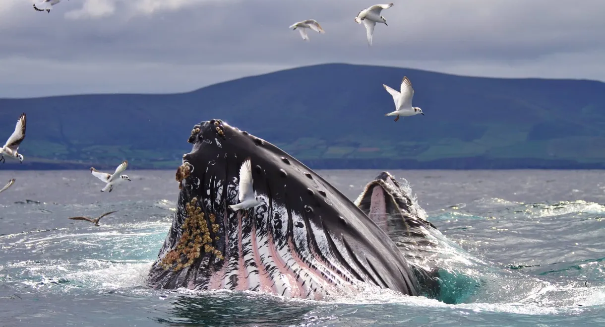 Wild Ireland: The Edge of the World