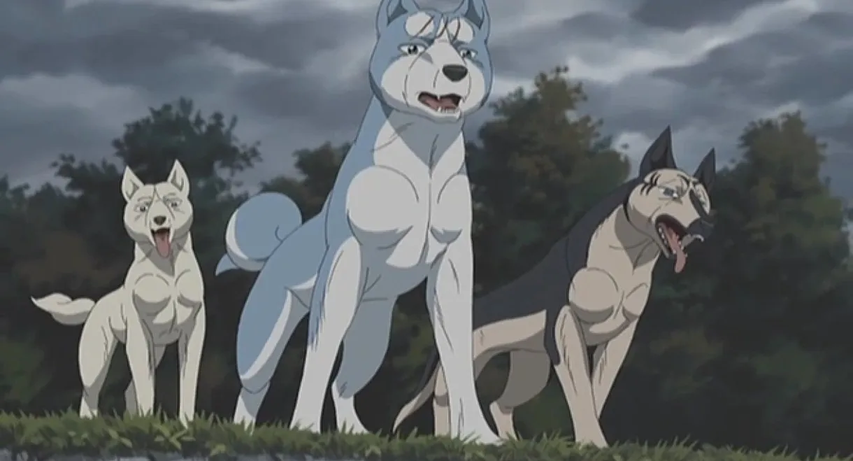 Silver Fang Legend Weed