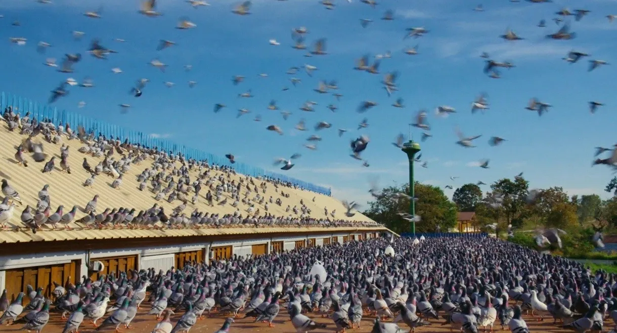 Million Dollar Pigeons