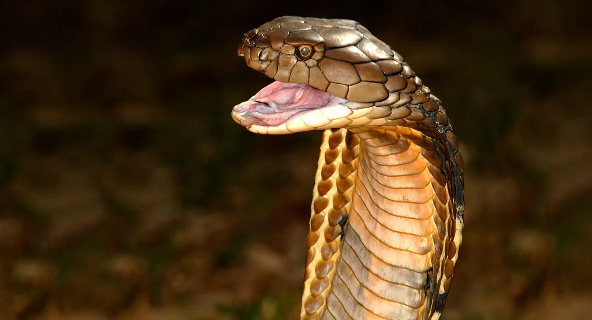 World's Deadliest Snakes