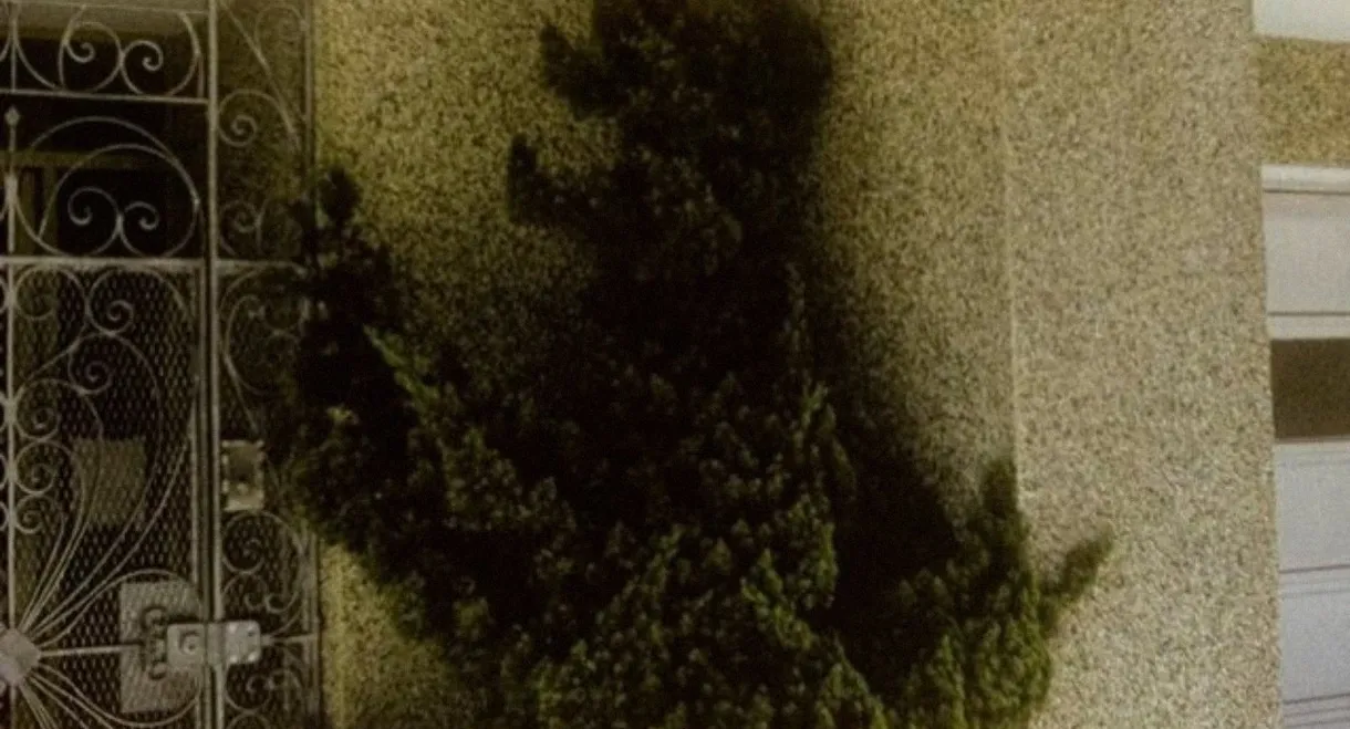 Arbor Vitae