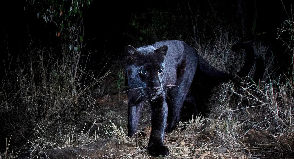 In Search Of A Legend: Black Leopard