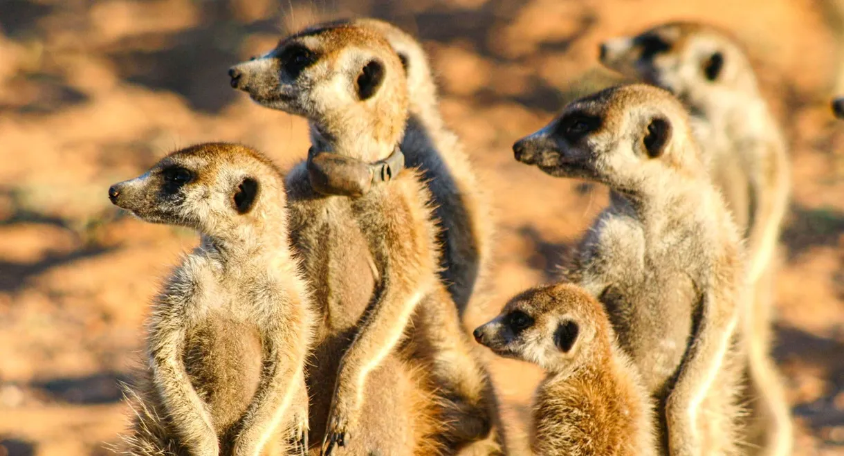 Meerkat Manor: The Story Begins