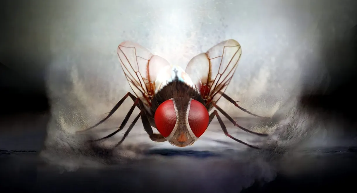 Eega