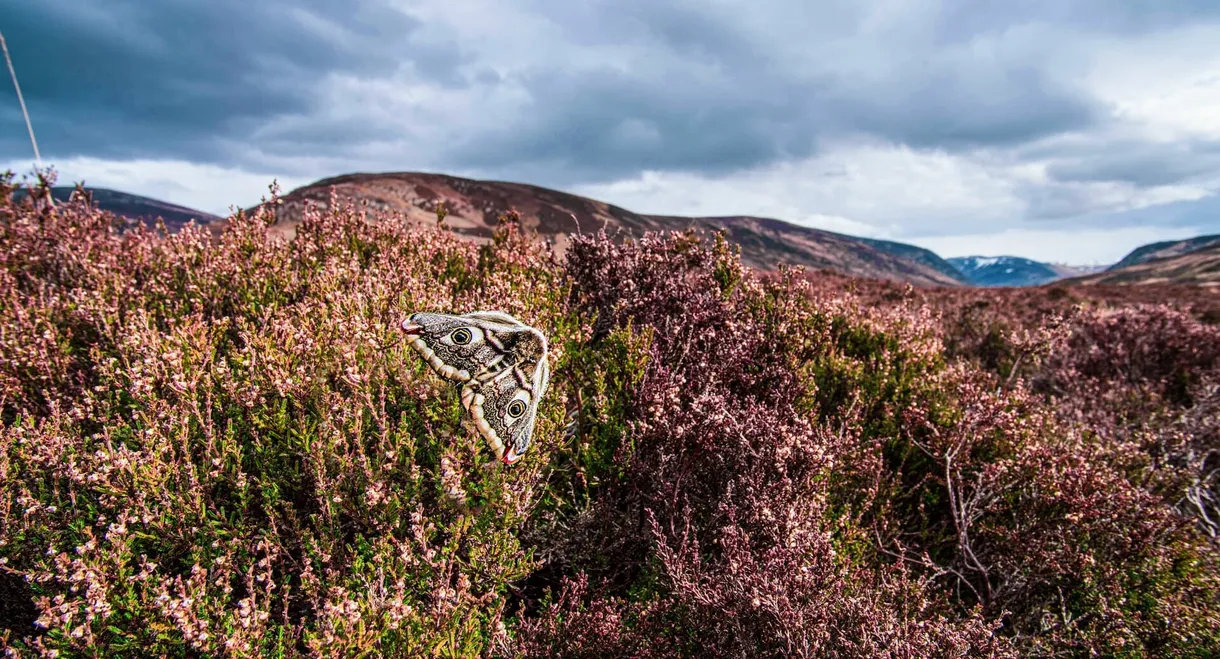 Scotland: A Year In The Wild