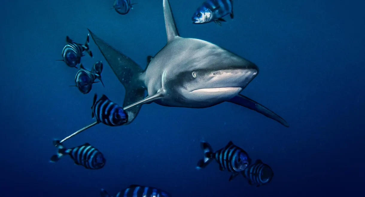 World's Most Dangerous Shark?