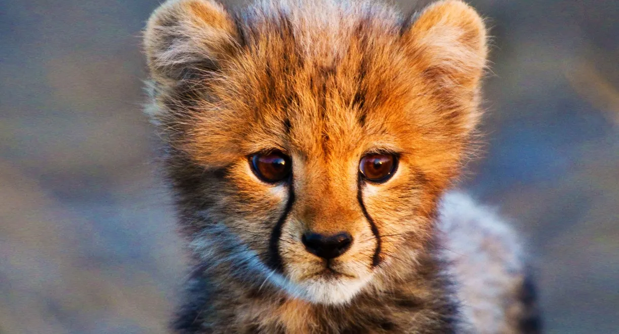 Animal Babies