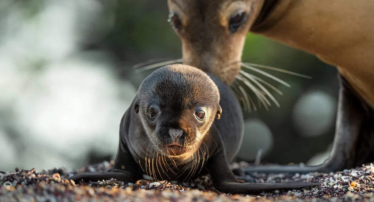 Sea Lions of the Galapagos