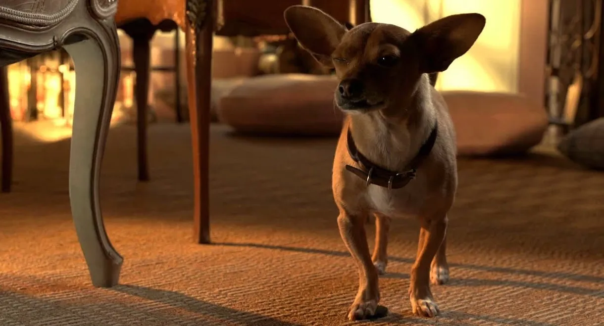 Beverly Hills Chihuahua 3