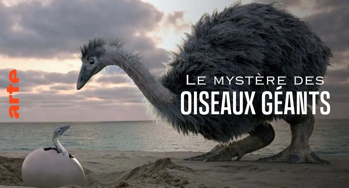 Le mystère des oiseaux géants