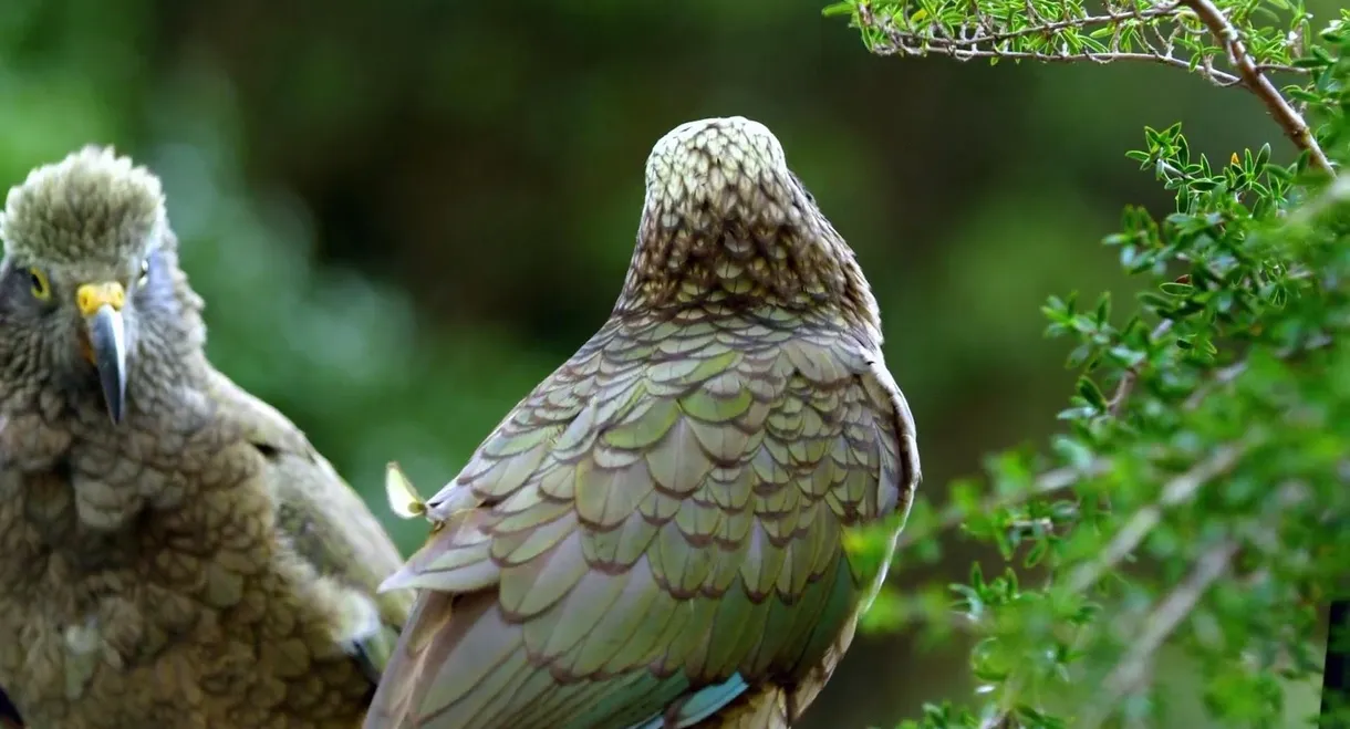 Keas - New Zealand's Witty Daredevils