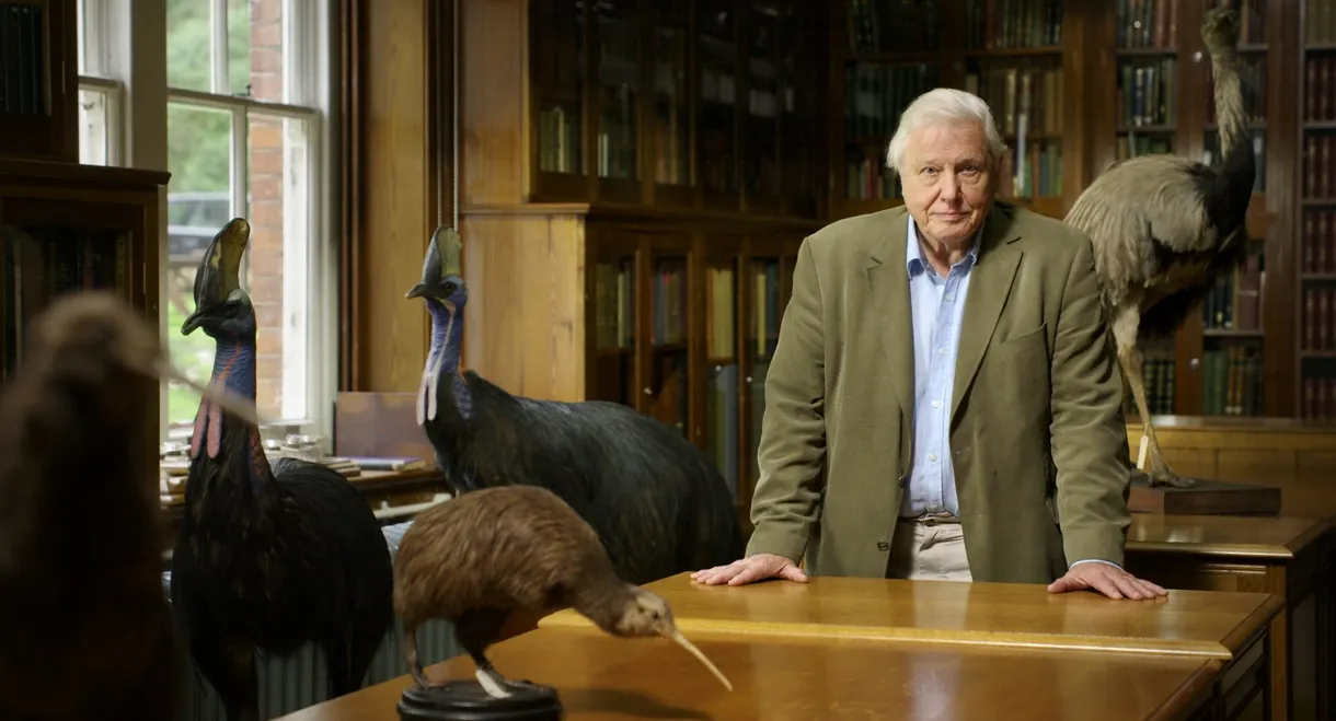 Attenborough's Big Birds