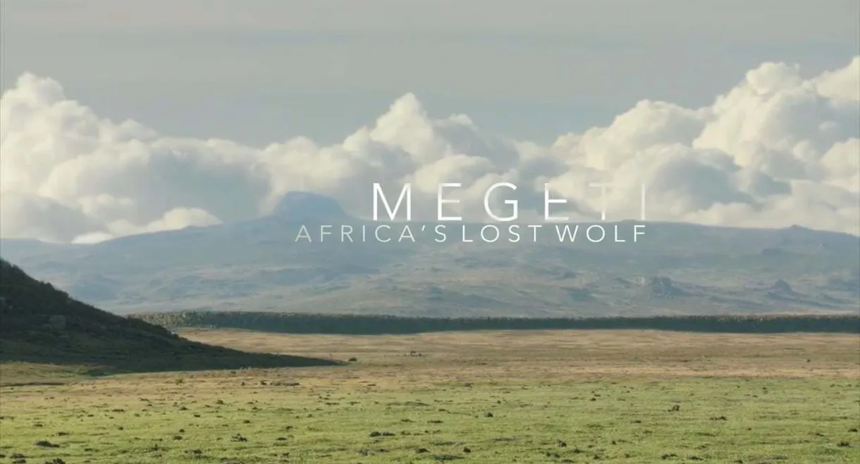 Megeti - Africa's Lost Wolf