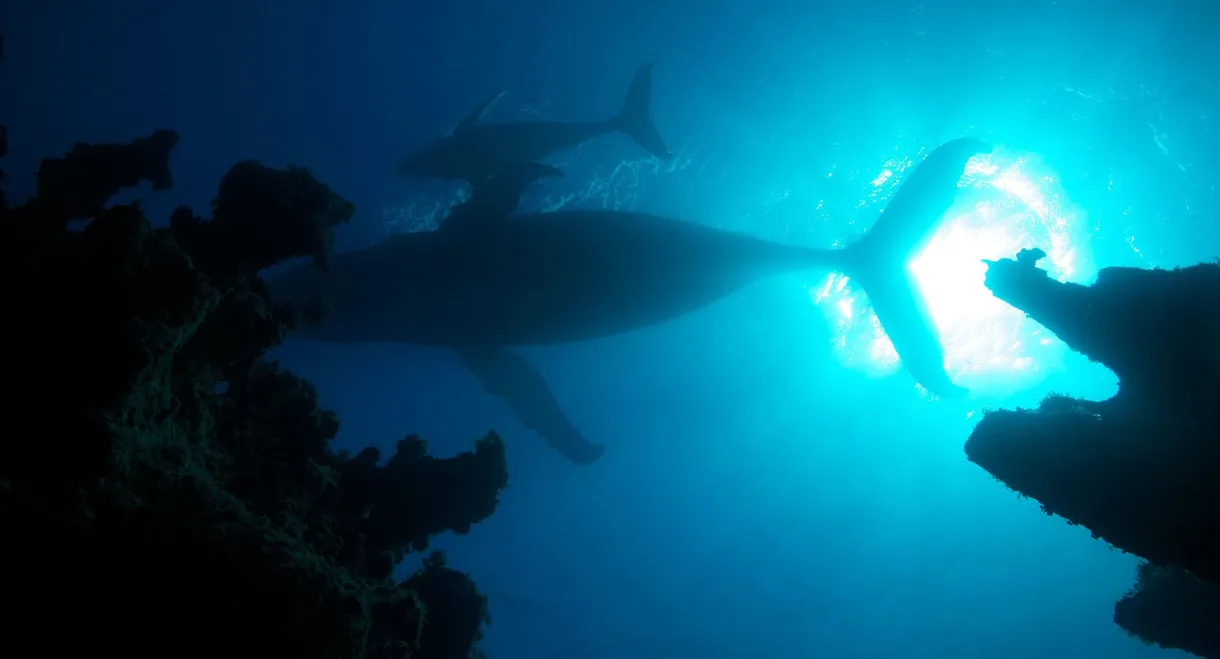 Atlantic: The Wildest Ocean on Earth