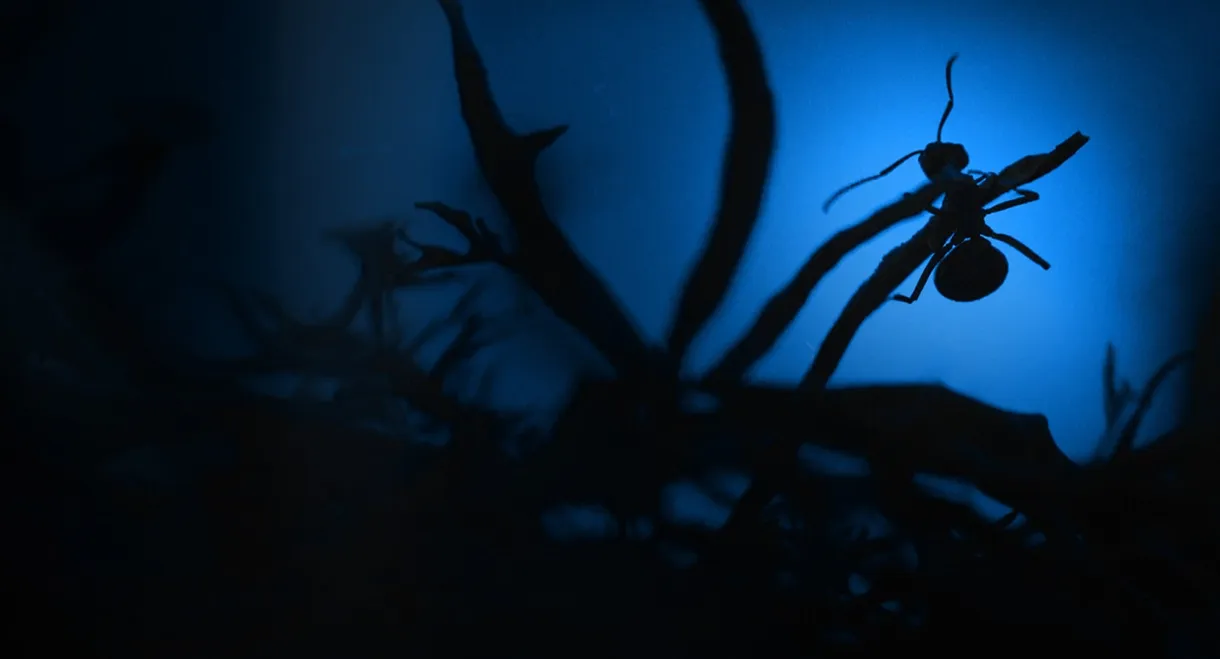 Le Royaume des fourmis