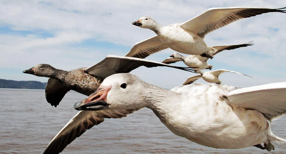 Earthflight