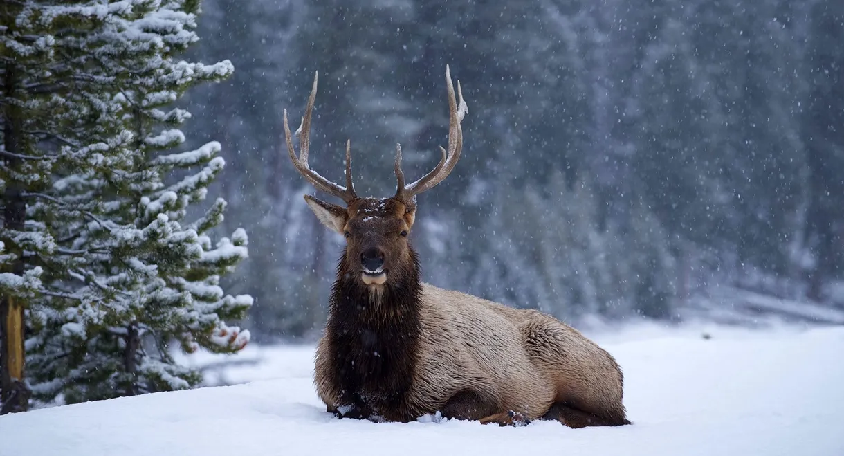 Great Yellowstone Thaw