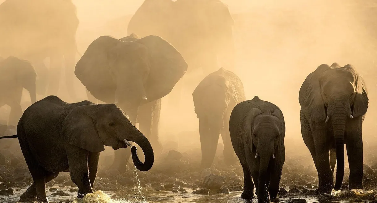 Life at the Waterhole