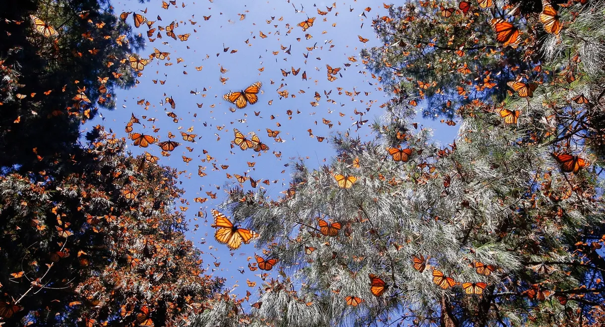 Flight of the Butterflies