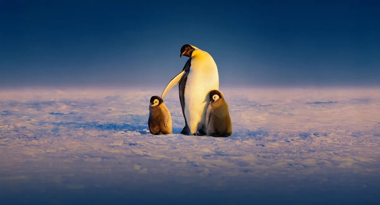 Secrets of the Penguins