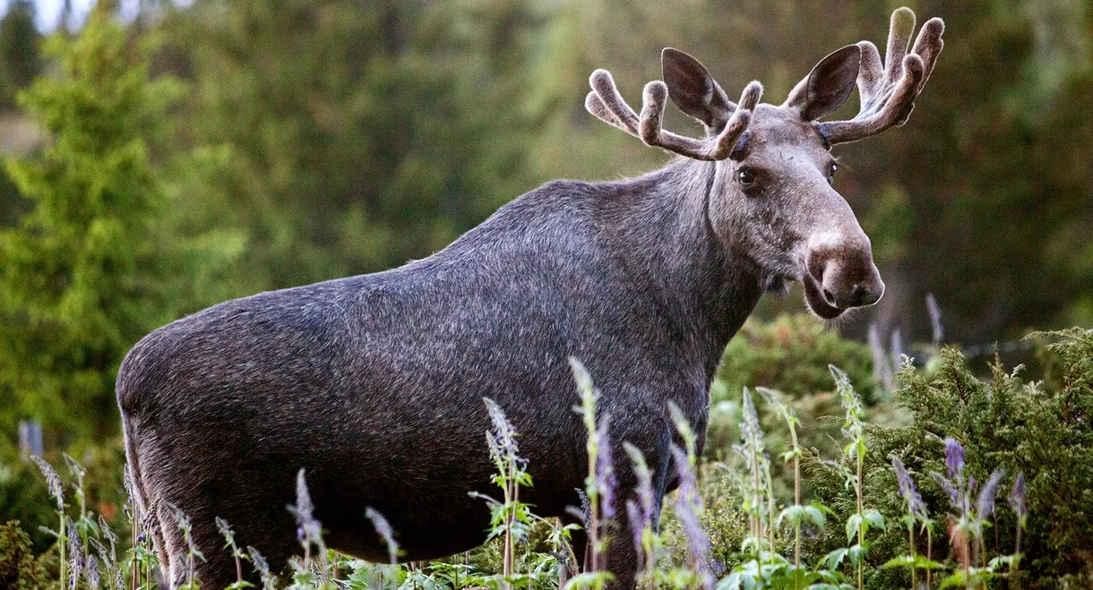 Den stora älgvandringen