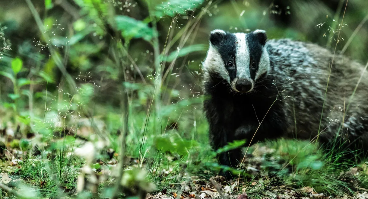 Badgers: Their Secret World