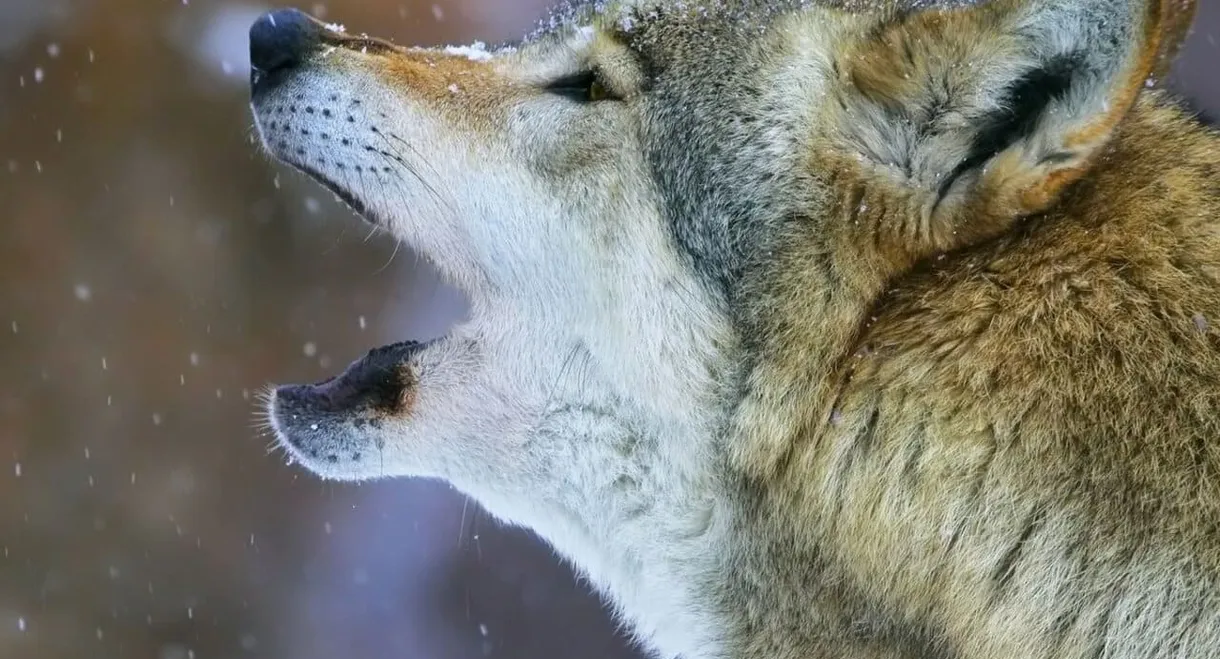 La Gueule du loup