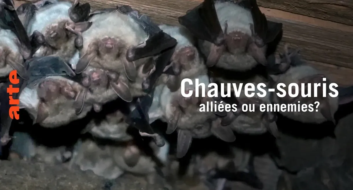 Chauve-souris: alliée ou ennemie?