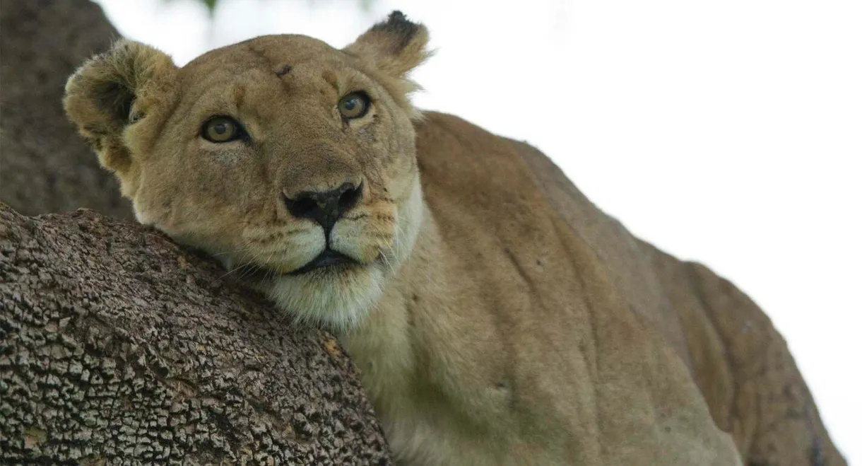 Lion: The Rise and Fall of the Marsh Pride
